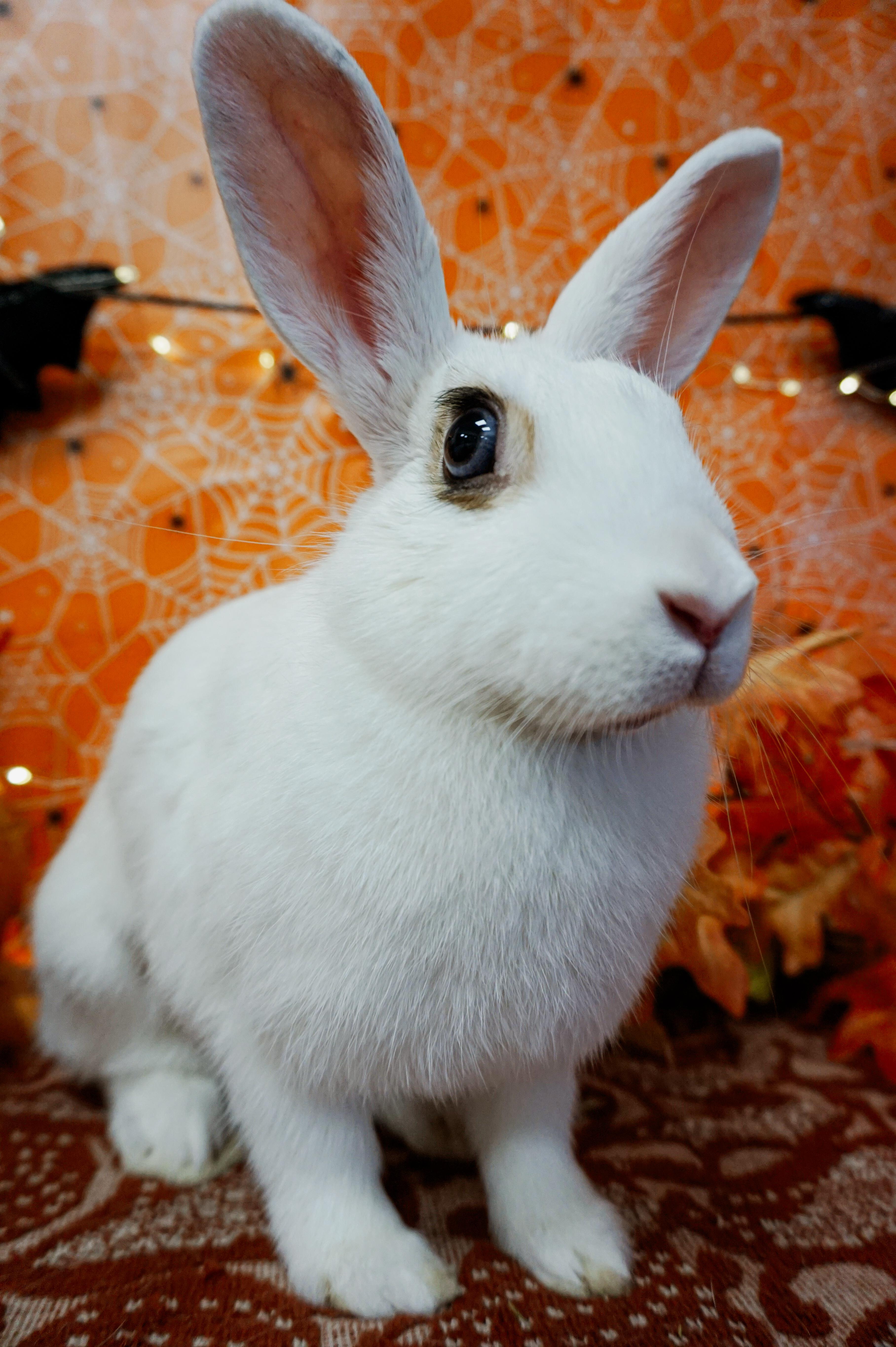 Enlarge Hazelnut, a Adoptable mixed breed in Long Beach, CA image 4/4