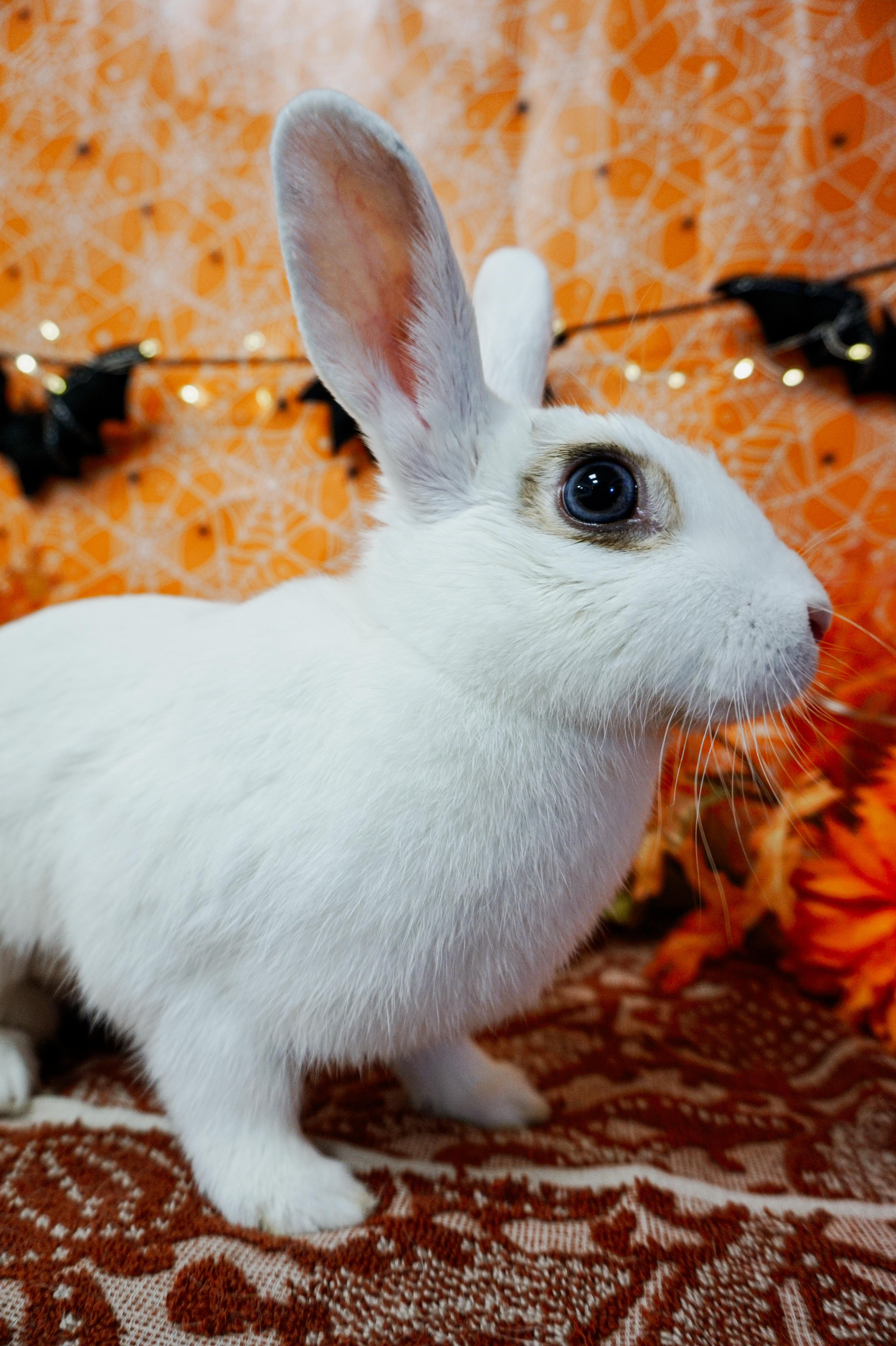 Enlarge Hazelnut, a Adoptable mixed breed in Long Beach, CA image 3/4