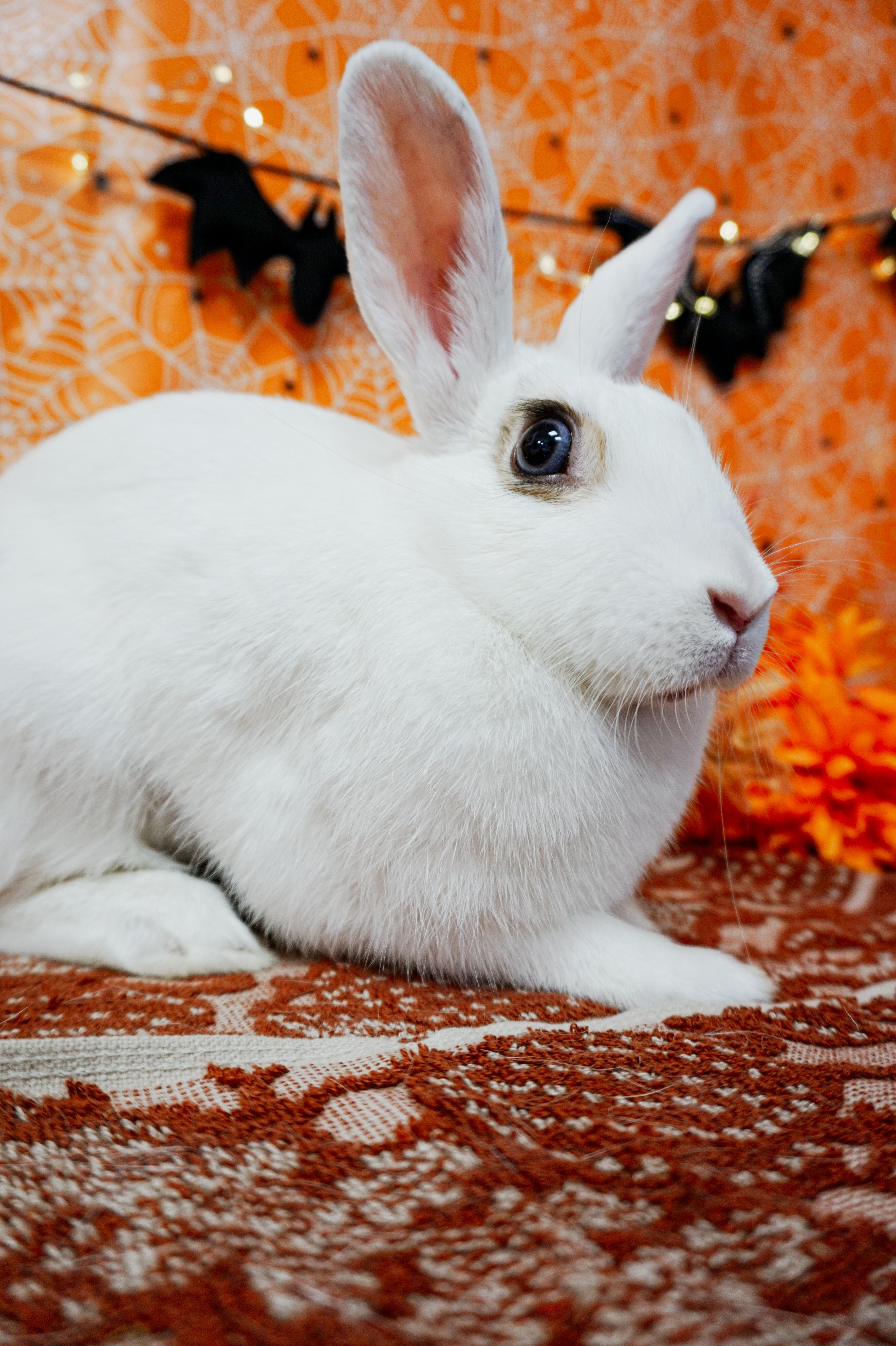 Enlarge Hazelnut, a Adoptable mixed breed in Long Beach, CA image 2/4