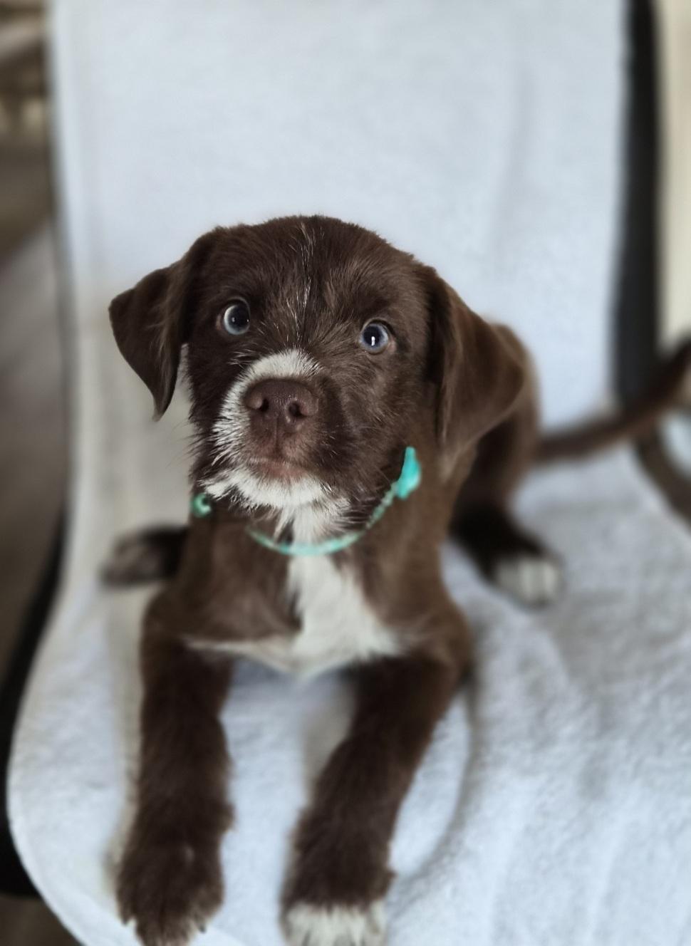 Siri, an adopted mixed breed in Orlando, FL image 2/5