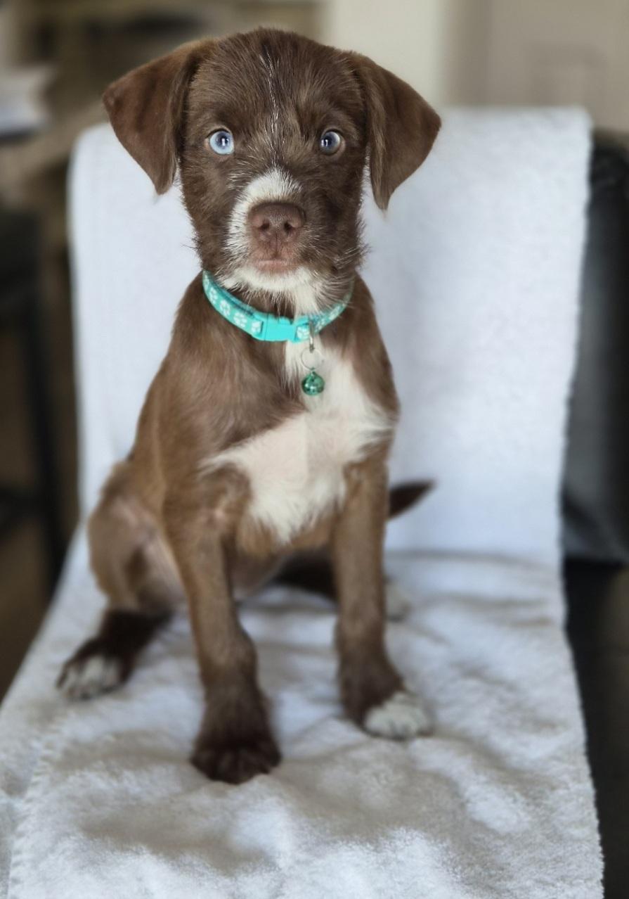 Siri, adopted, Puppy Female Miniature Schnauzer.