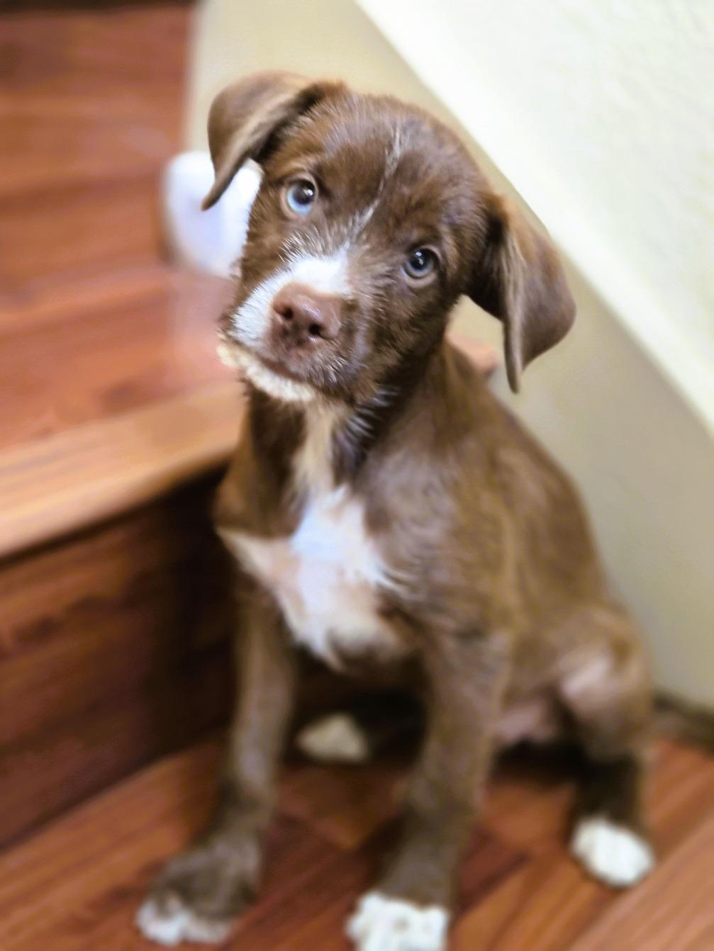 Siri, an adopted mixed breed in Orlando, FL image 4/5