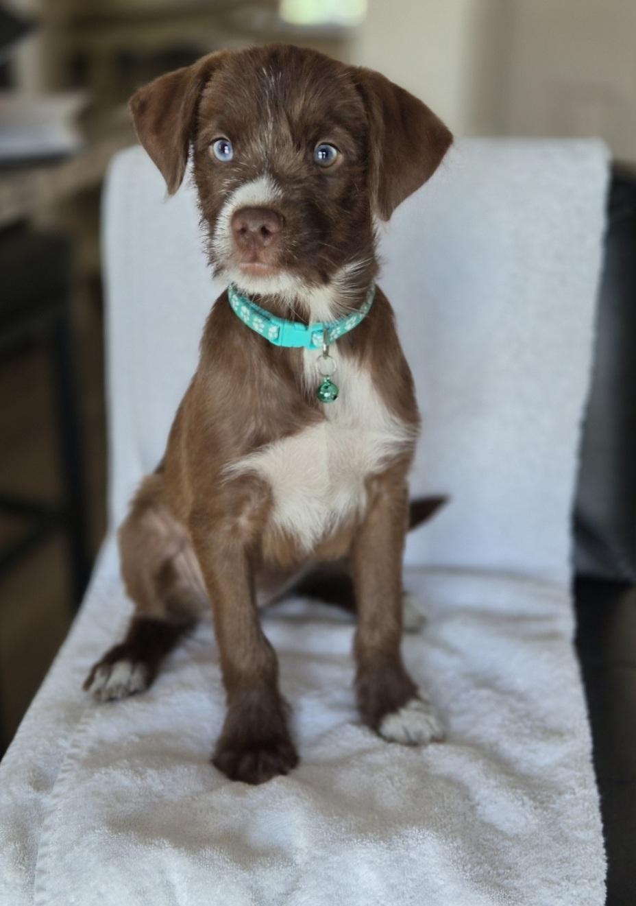 Siri, an adopted mixed breed in Orlando, FL image 3/5