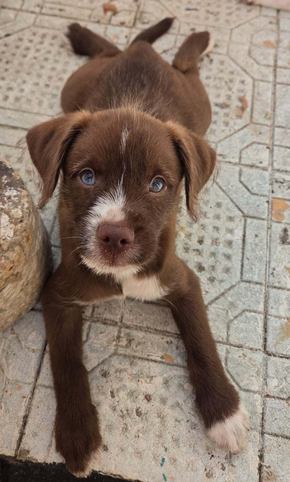 Siri, an adopted mixed breed in Orlando, FL image 5/5