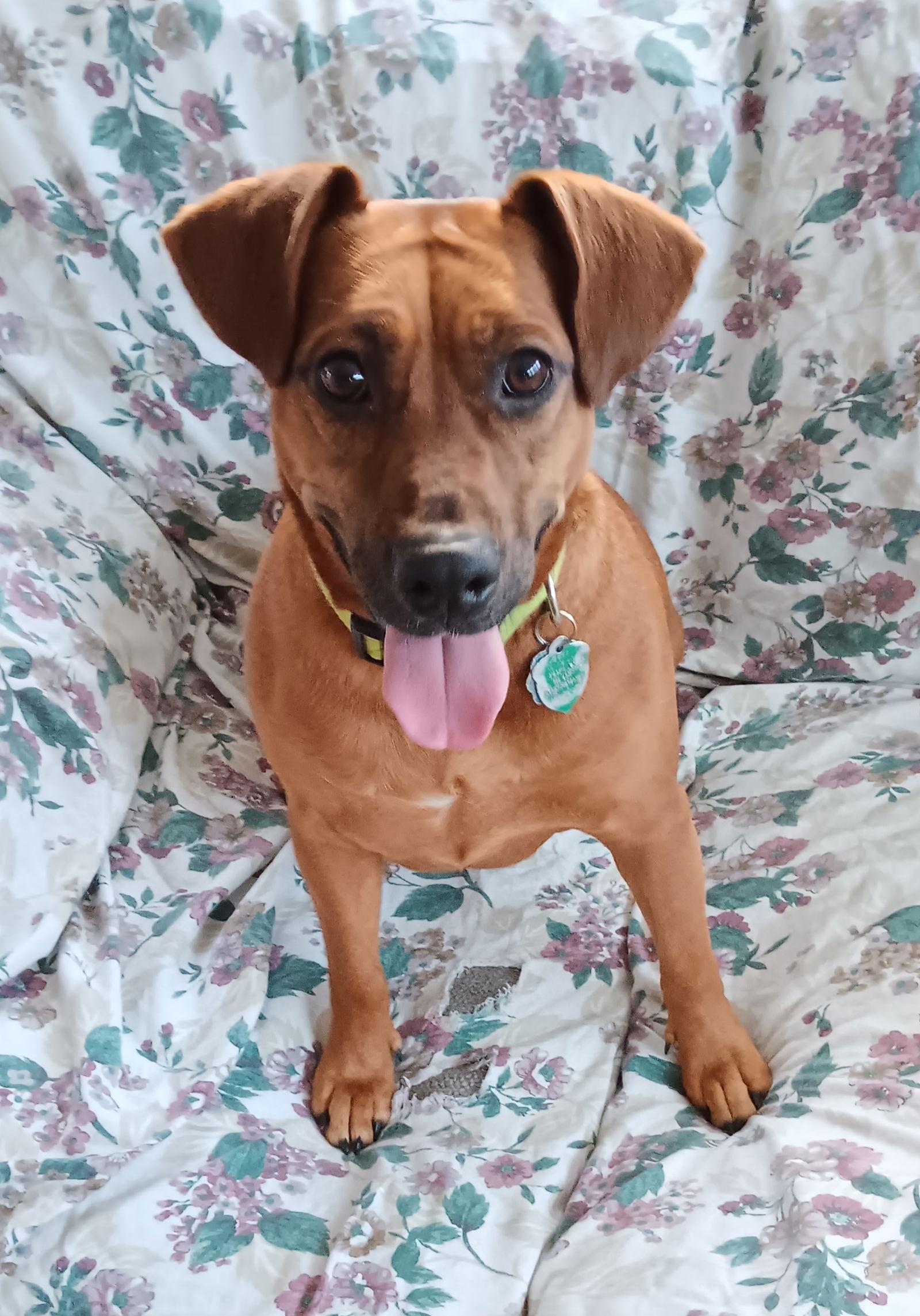 Foxy Roxy, a Adoptable Terrier in St. Louis, MO image 1/3