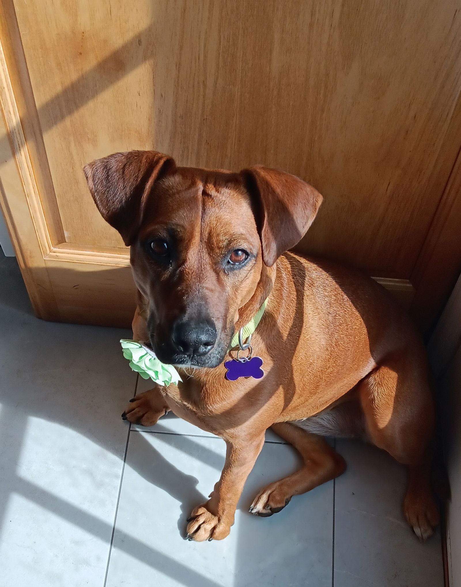 Foxy Roxy, a Adoptable Terrier in St. Louis, MO image 2/3