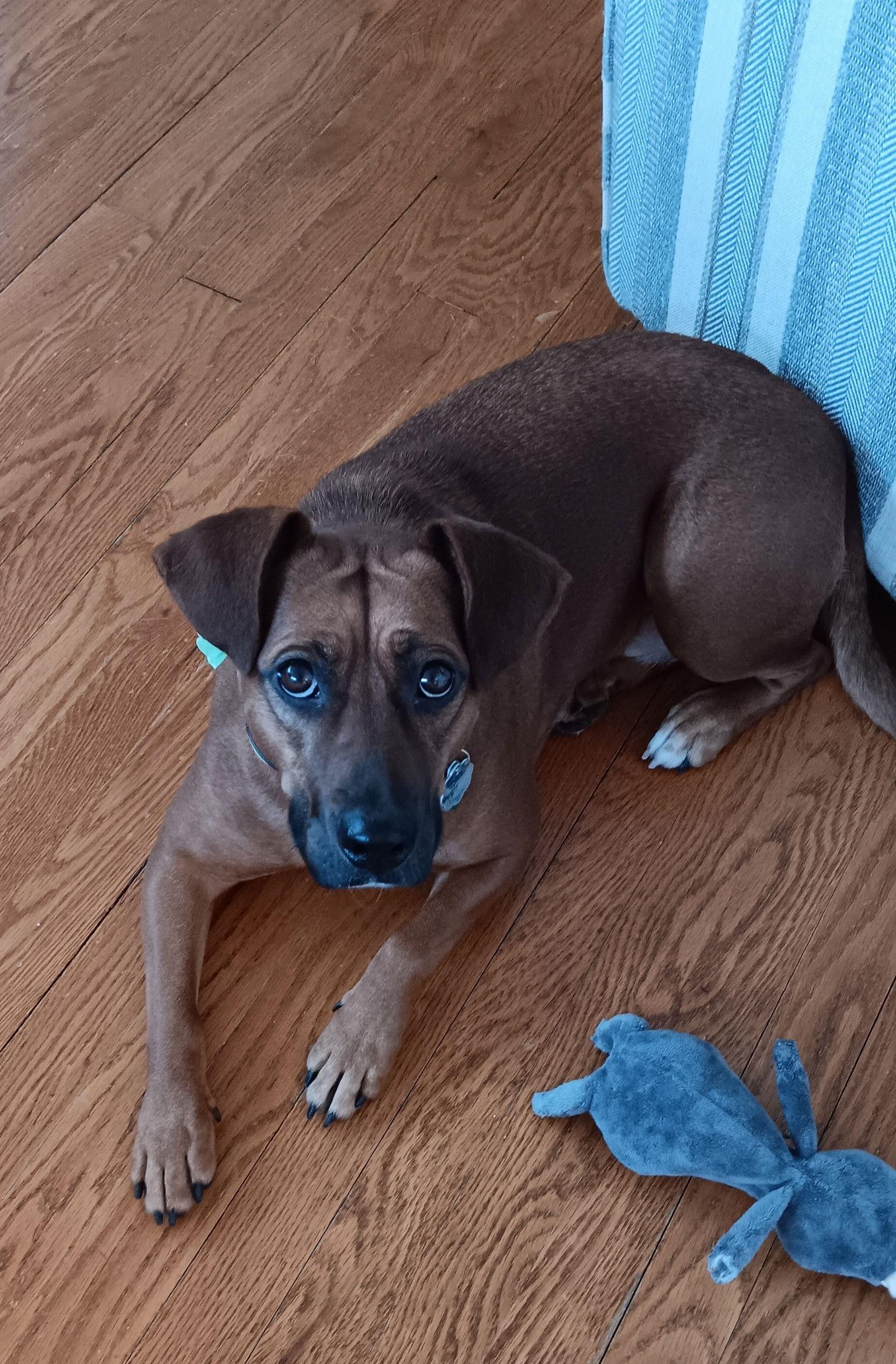 Foxy Roxy, a Adoptable Terrier in St. Louis, MO image 3/3