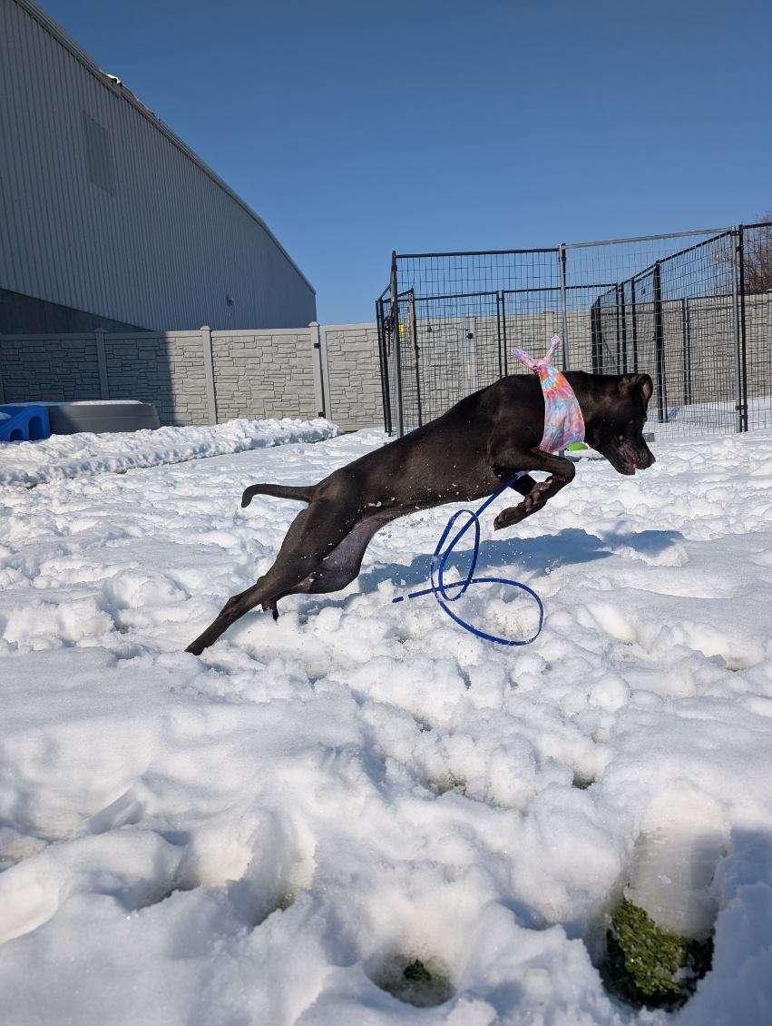 Enlarge Confetti, an adopted mixed breed in Columbus, OH image 6/6