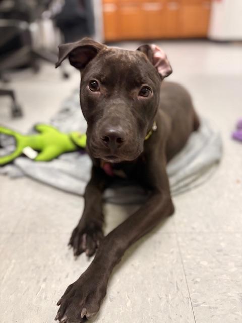 Enlarge Confetti, an adopted mixed breed in Columbus, OH image 3/6