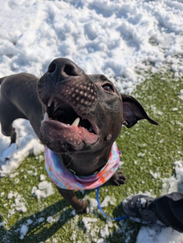 Enlarge Confetti, an adopted mixed breed in Columbus, OH image 5/6