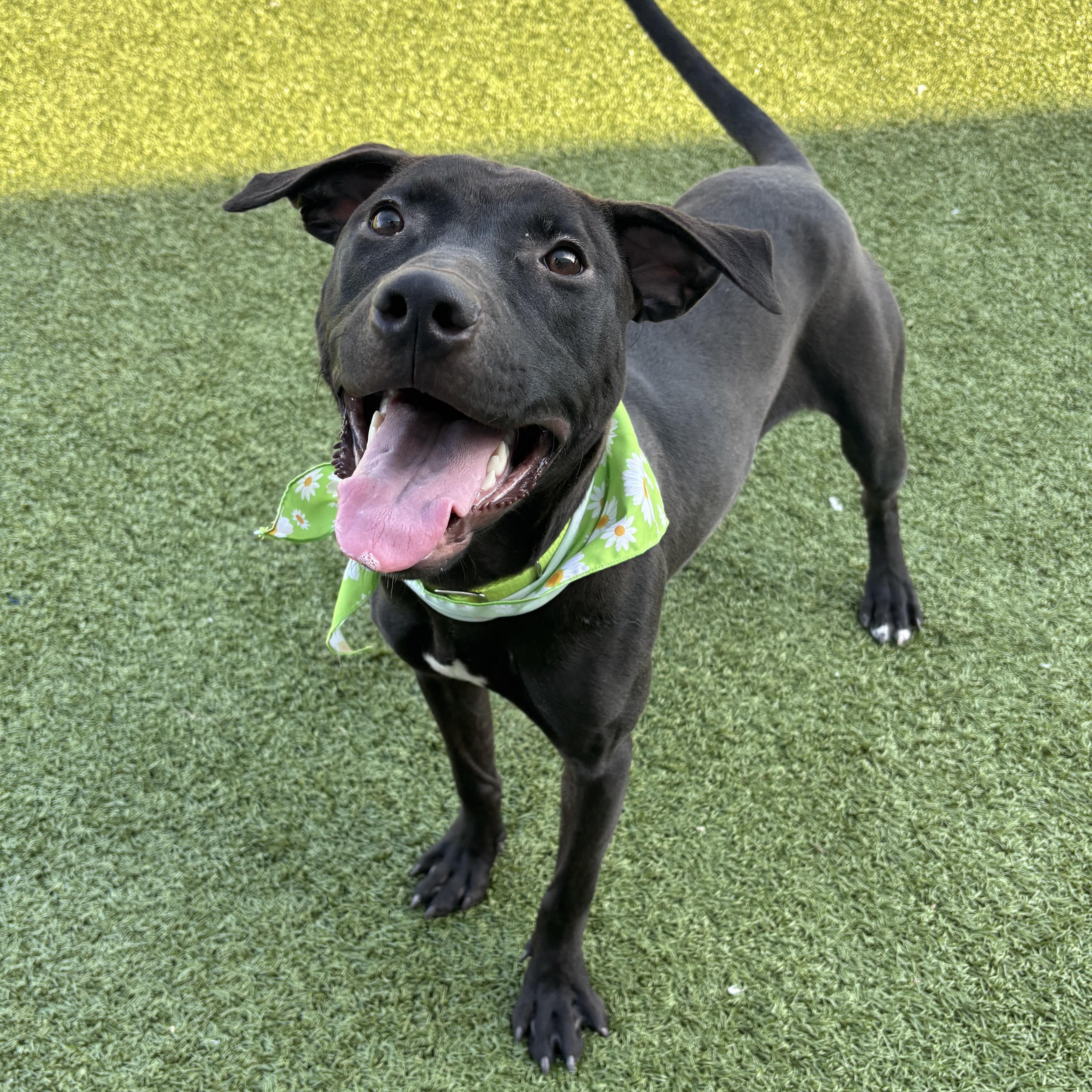 Enlarge Confetti, an adopted mixed breed in Columbus, OH image 2/6