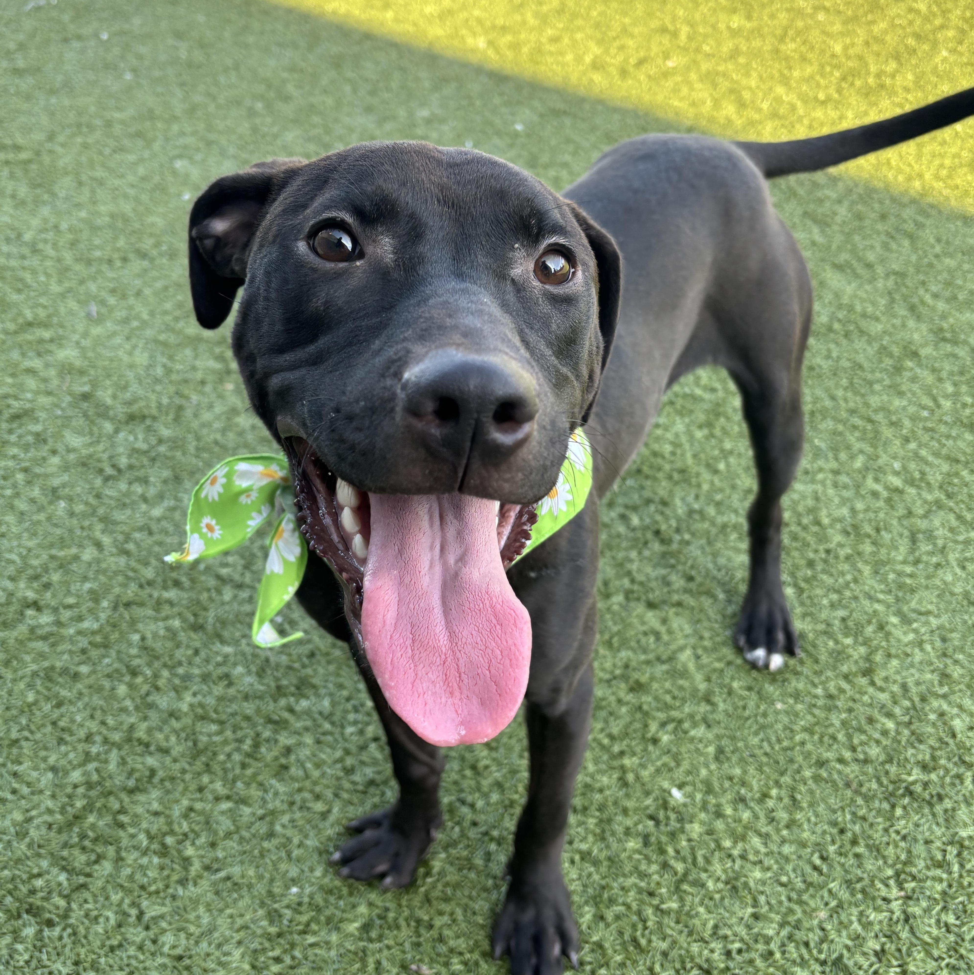 Enlarge Confetti, an adopted mixed breed in Columbus, OH image 1/6