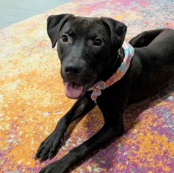 Enlarge Confetti, an adopted mixed breed in Columbus, OH image 4/6