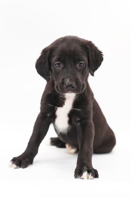 Rascal — thumbnail 2