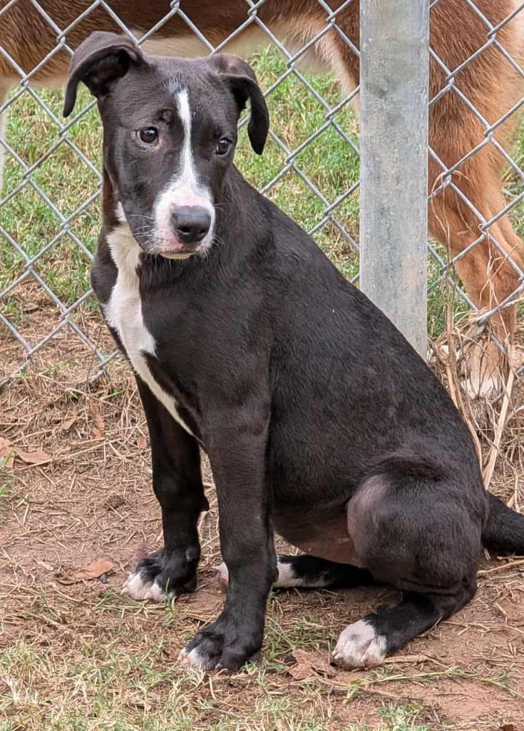 Enlarge Brandy, a Adoptable mixed breed in Seven Points, TX image 1/1