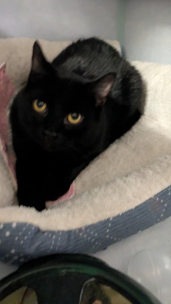 Enlarge Noir, a Adoptable mixed breed in Papillion, NE image 1/2