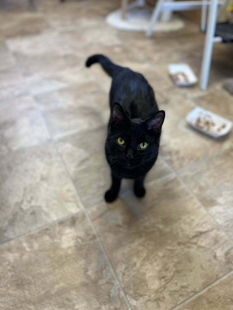 Enlarge Noir, a Adoptable mixed breed in Papillion, NE image 2/2