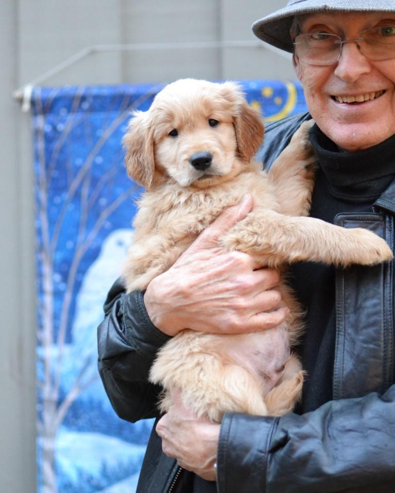 Enlarge Cash, an adopted Golden Retriever in White Plains, NY image 4/5