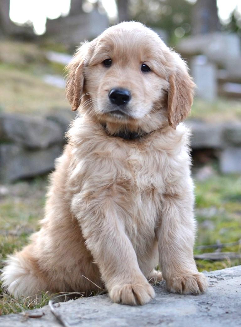 Enlarge Cash, an adopted Golden Retriever in White Plains, NY image 3/5