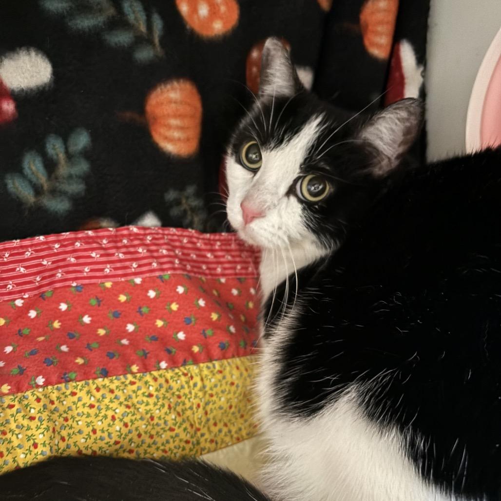 Figaro, Adoptable, Adult Female Domestic Short Hair.