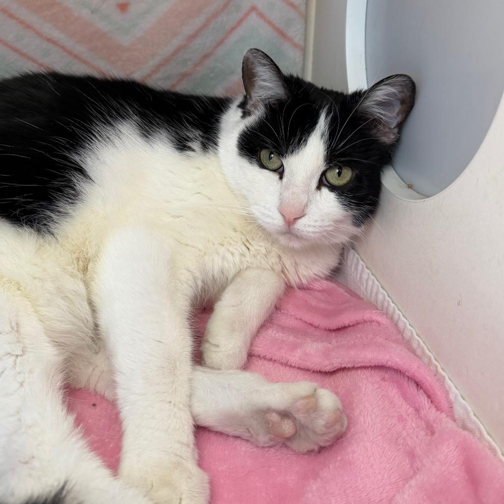 Enlarge Figaro, a Adoptable Domestic Short Hair in Council Bluffs, IA image 2/2