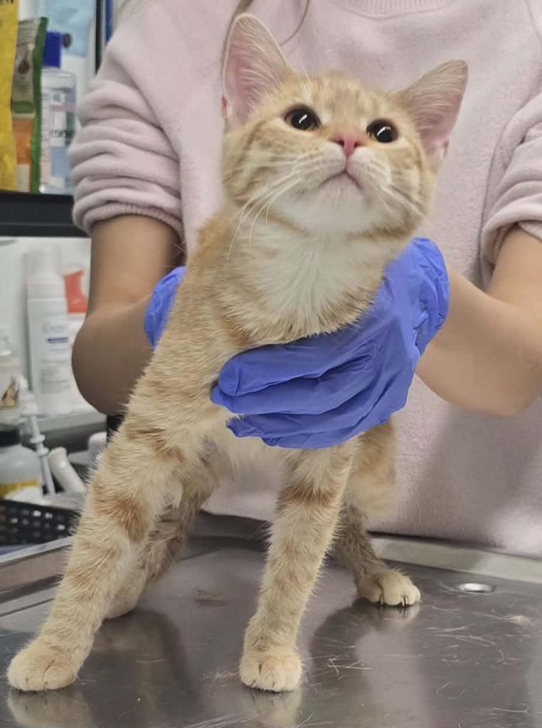 Mary, Adoptable, Kitten Female Domestic Short Hair.