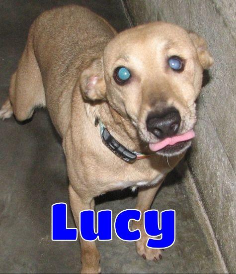 Lucy Lu photo 4