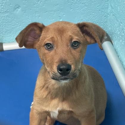 Vegeta, ADOPTABLE, Young Male Rottweiler.