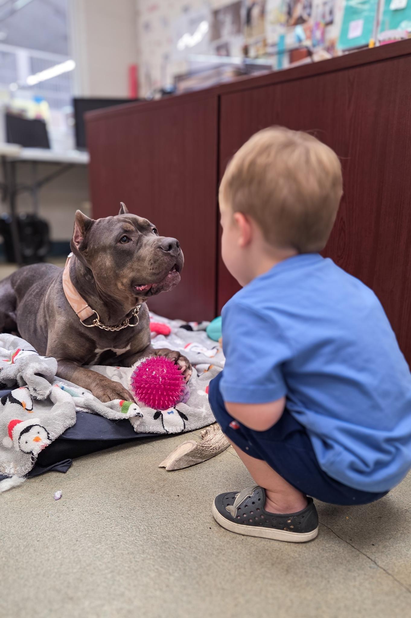 Enlarge Gianna, a Adoptable mixed breed in Phoenix, MD image 4/4