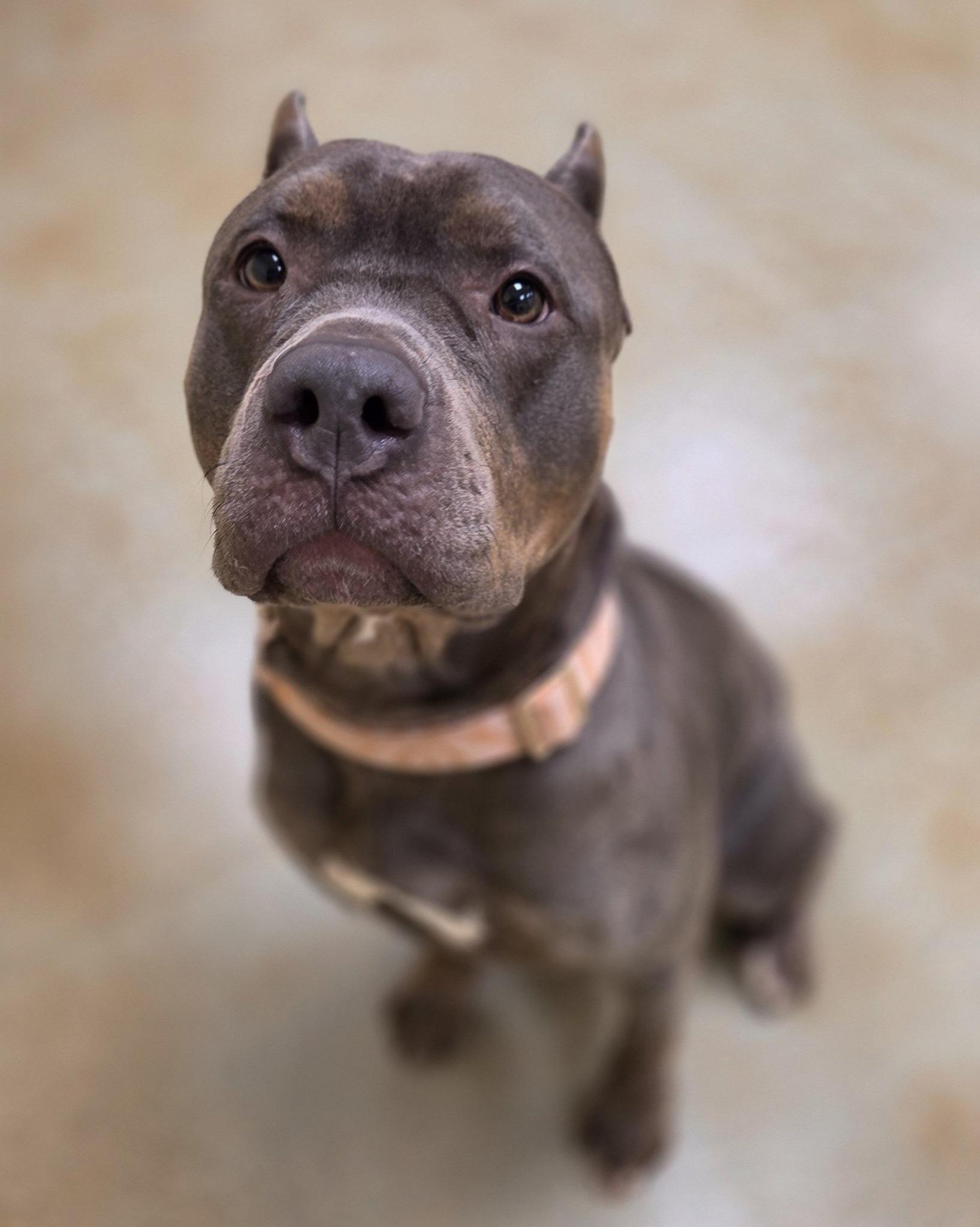 Enlarge Gianna, a Adoptable mixed breed in Phoenix, MD image 3/4
