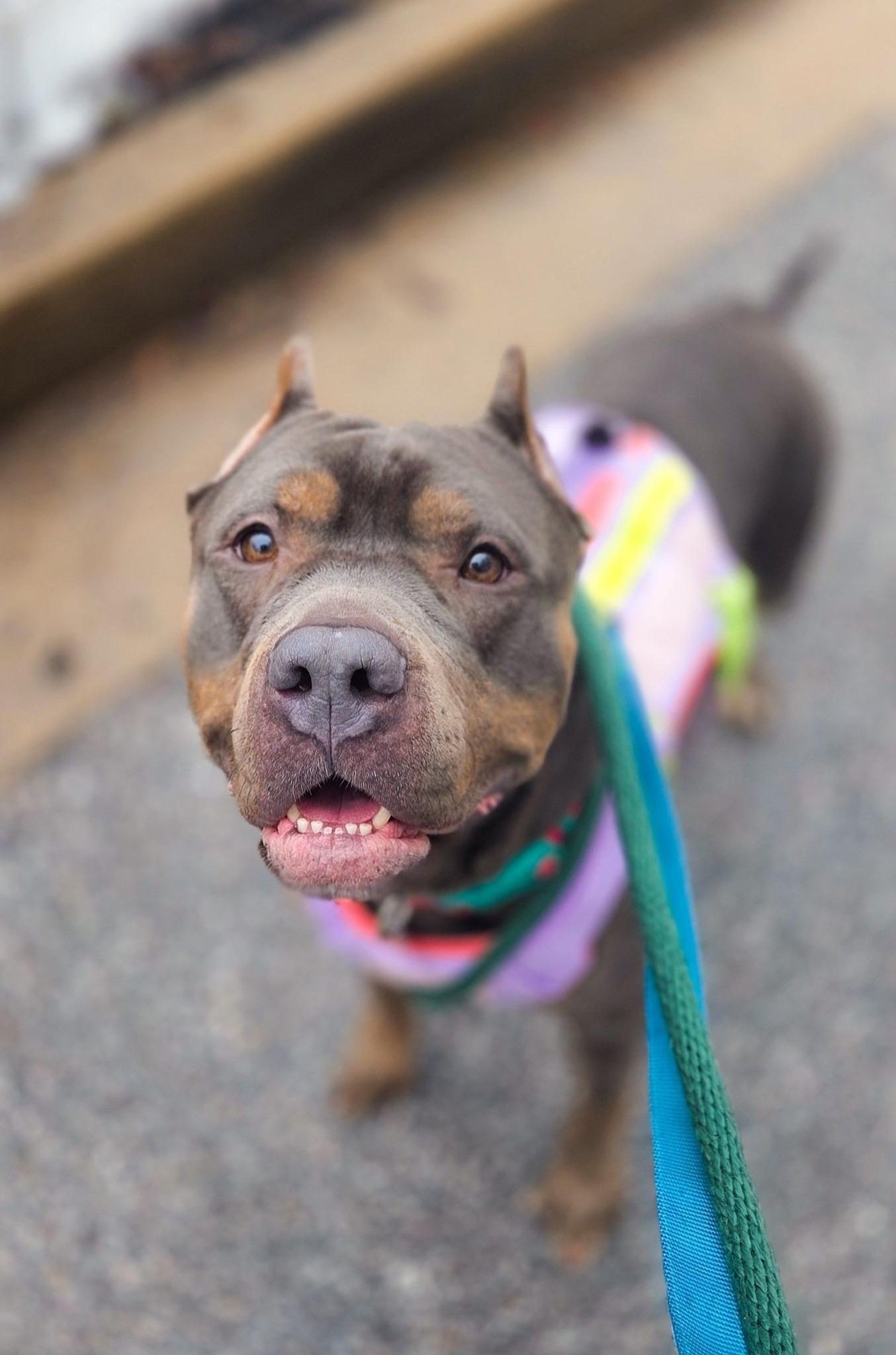 Enlarge Gianna, a Adoptable mixed breed in Phoenix, MD image 1/4