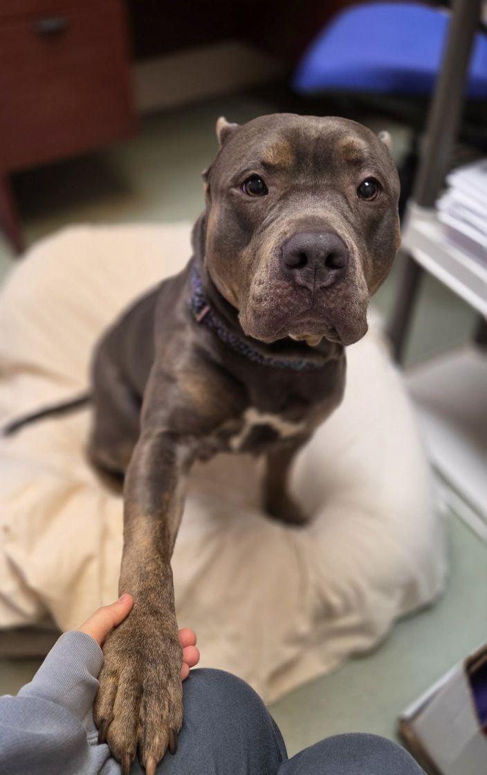 Enlarge Gianna, a Adoptable mixed breed in Phoenix, MD image 2/4