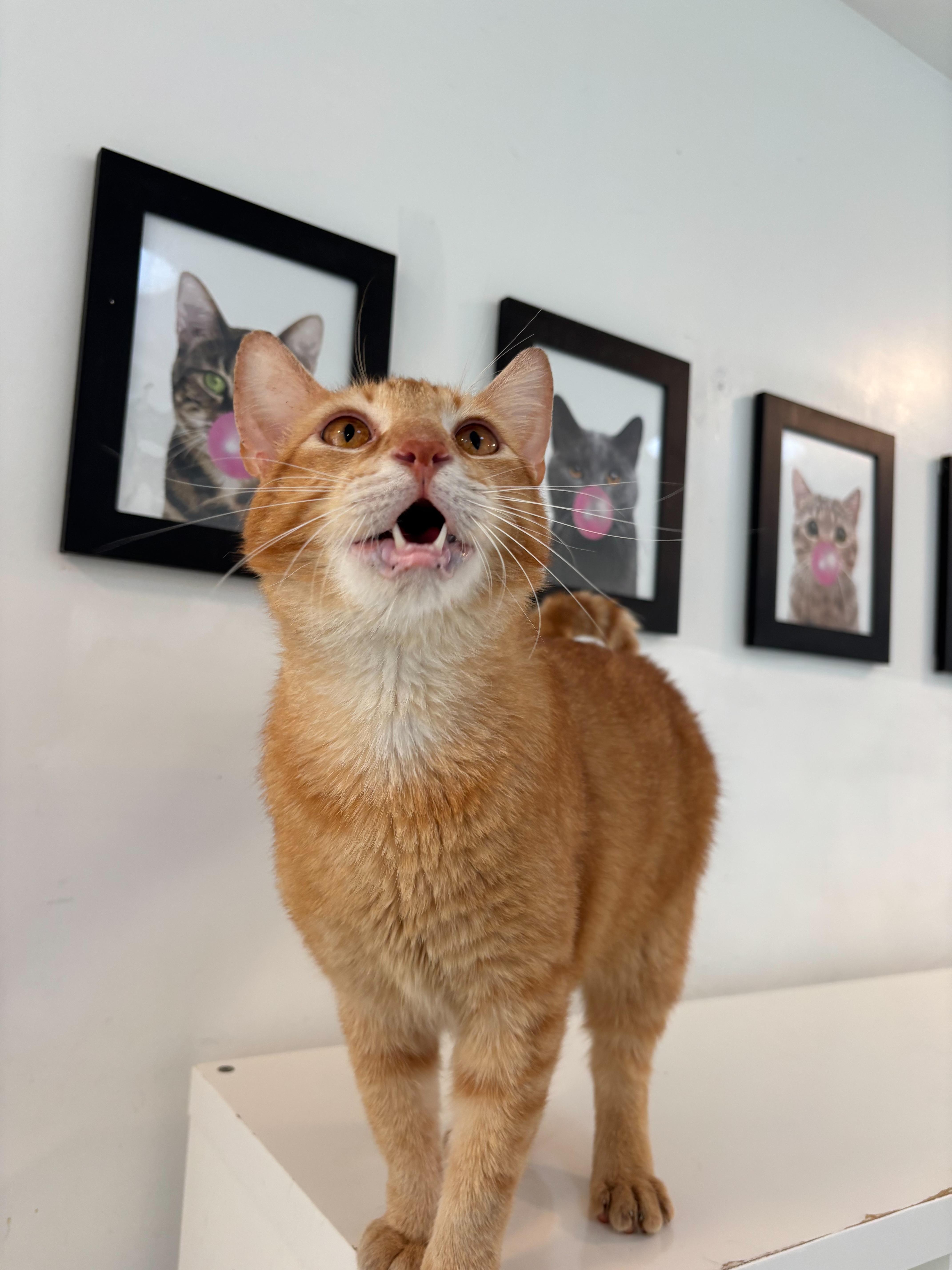 Cornbread thumbnail 3