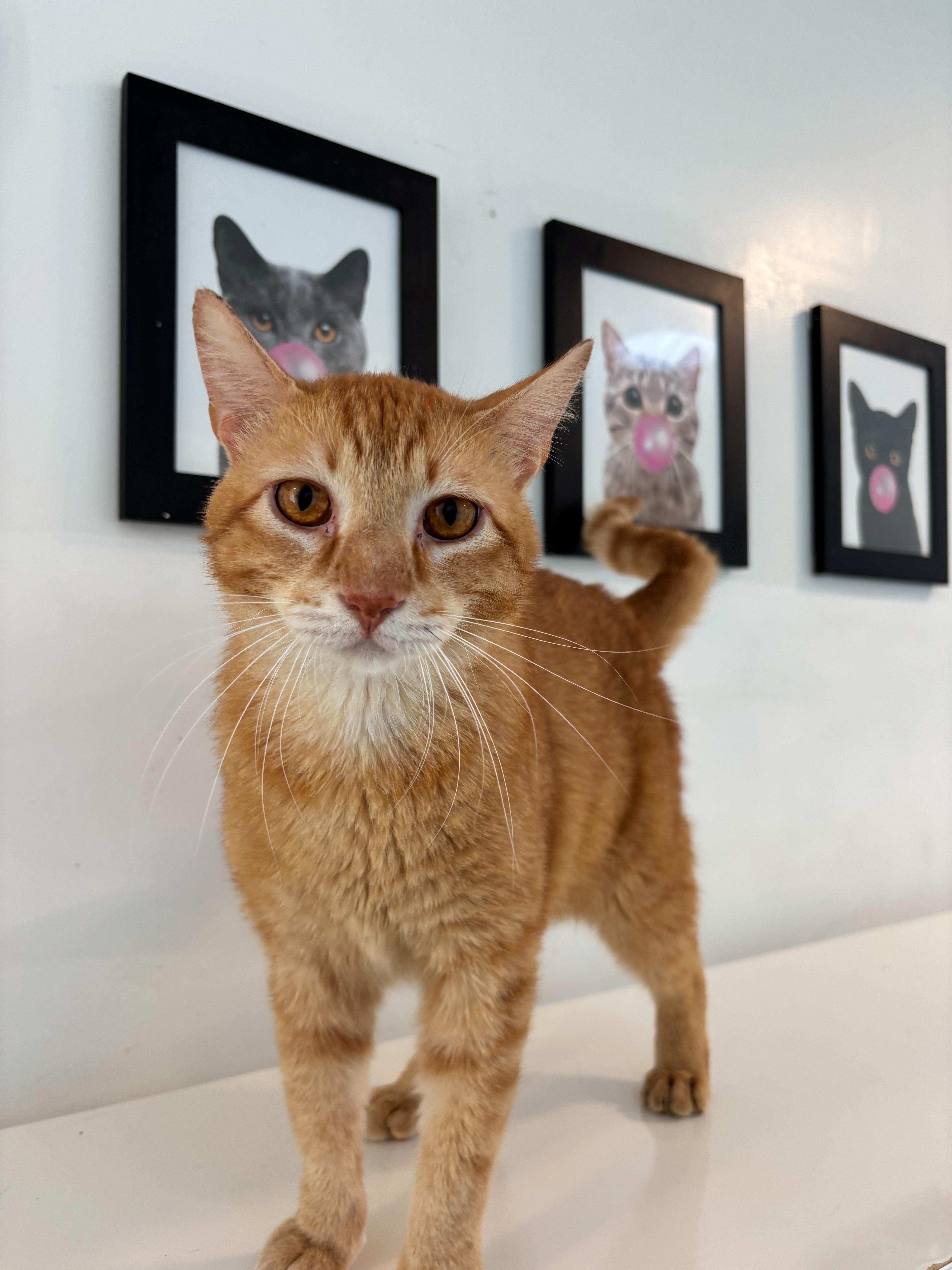 Cornbread thumbnail 2