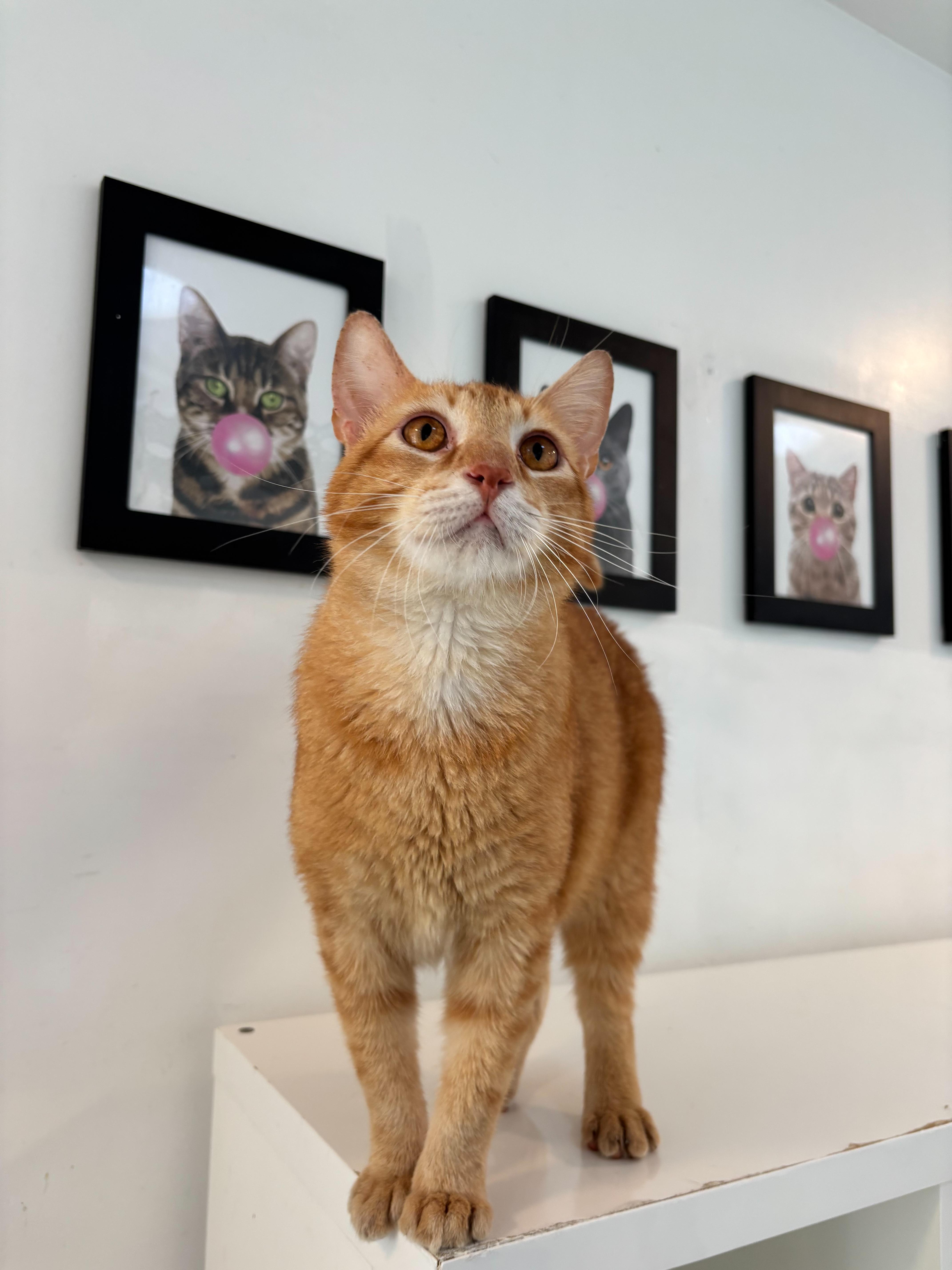 Cornbread thumbnail 4