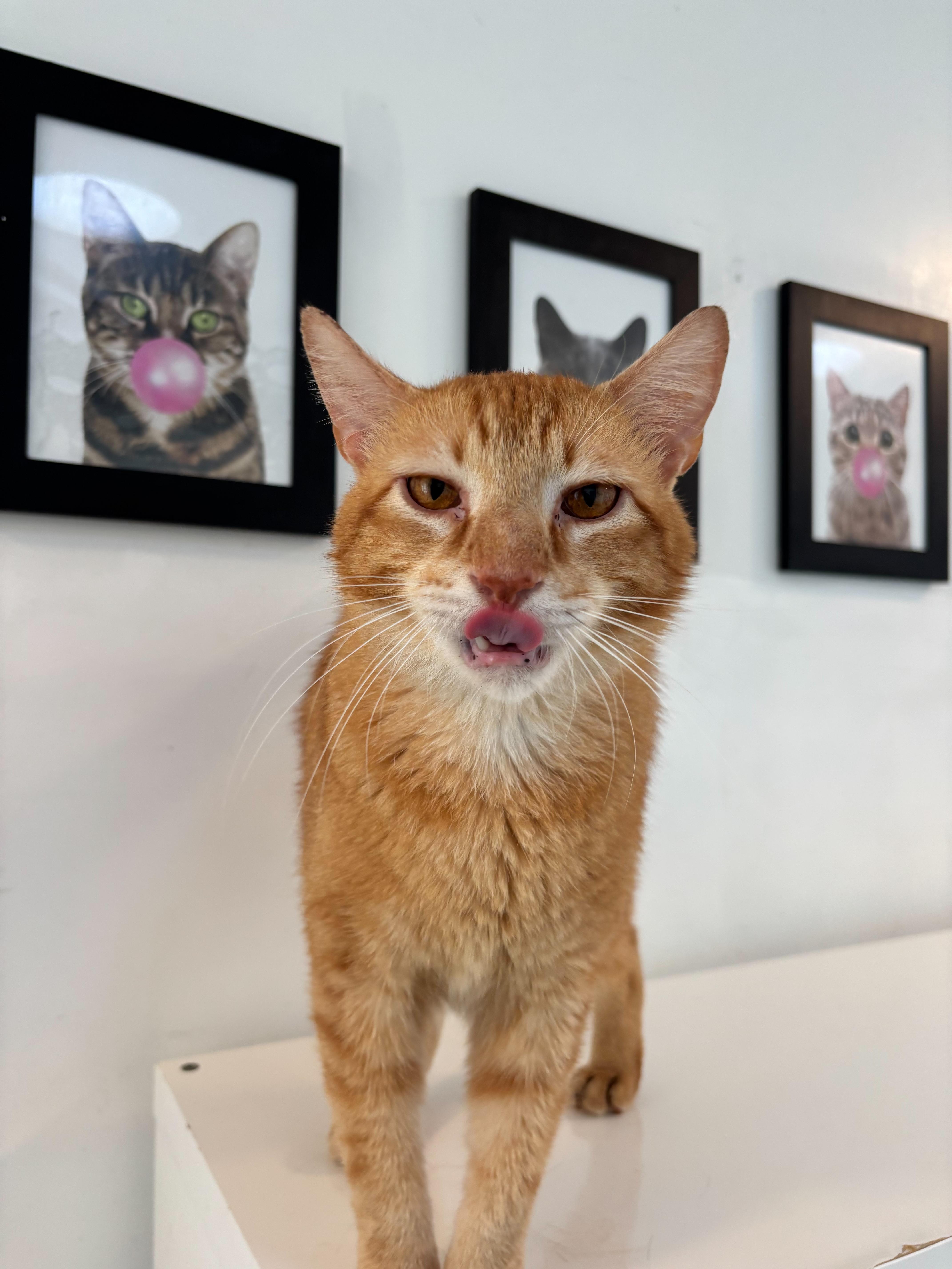 Cornbread thumbnail 5