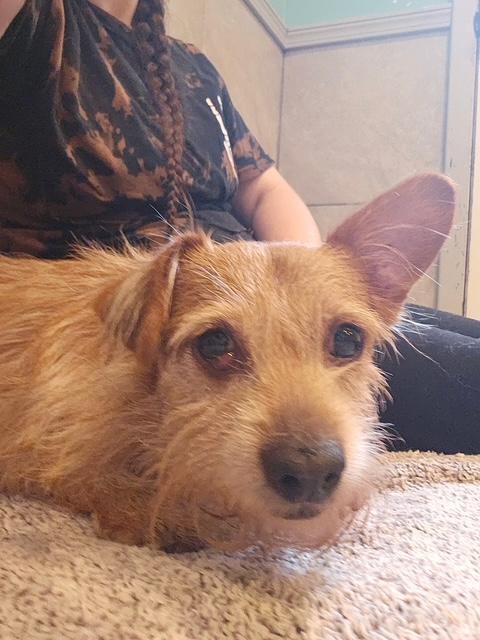 Enlarge Axel, an adopted Wirehaired Terrier in Hummelstown, PA image 2/3