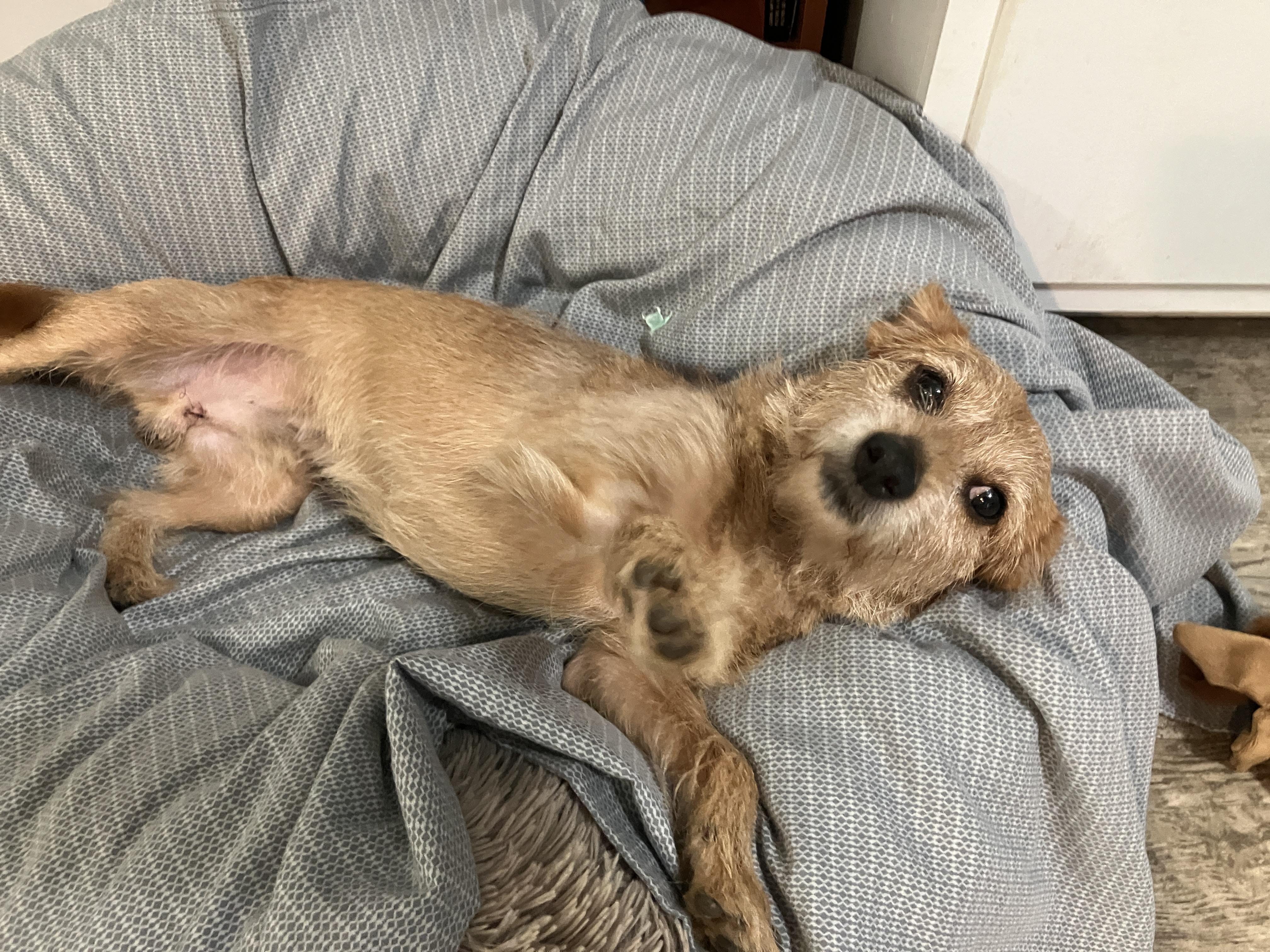 Enlarge Axel, an adopted Wirehaired Terrier in Hummelstown, PA image 1/3