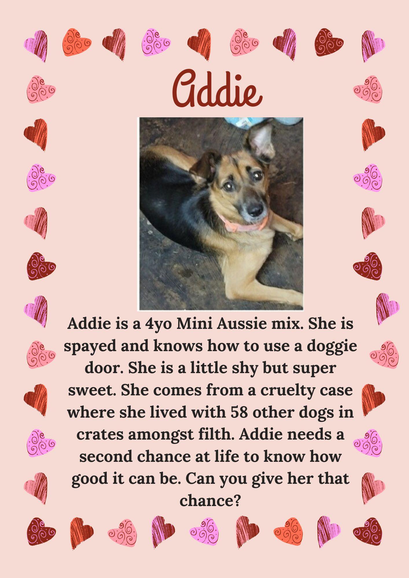 ADDIE, Adoptable, Adult Female Australian Cattle Dog / Blue Heeler & Australian Shepherd.