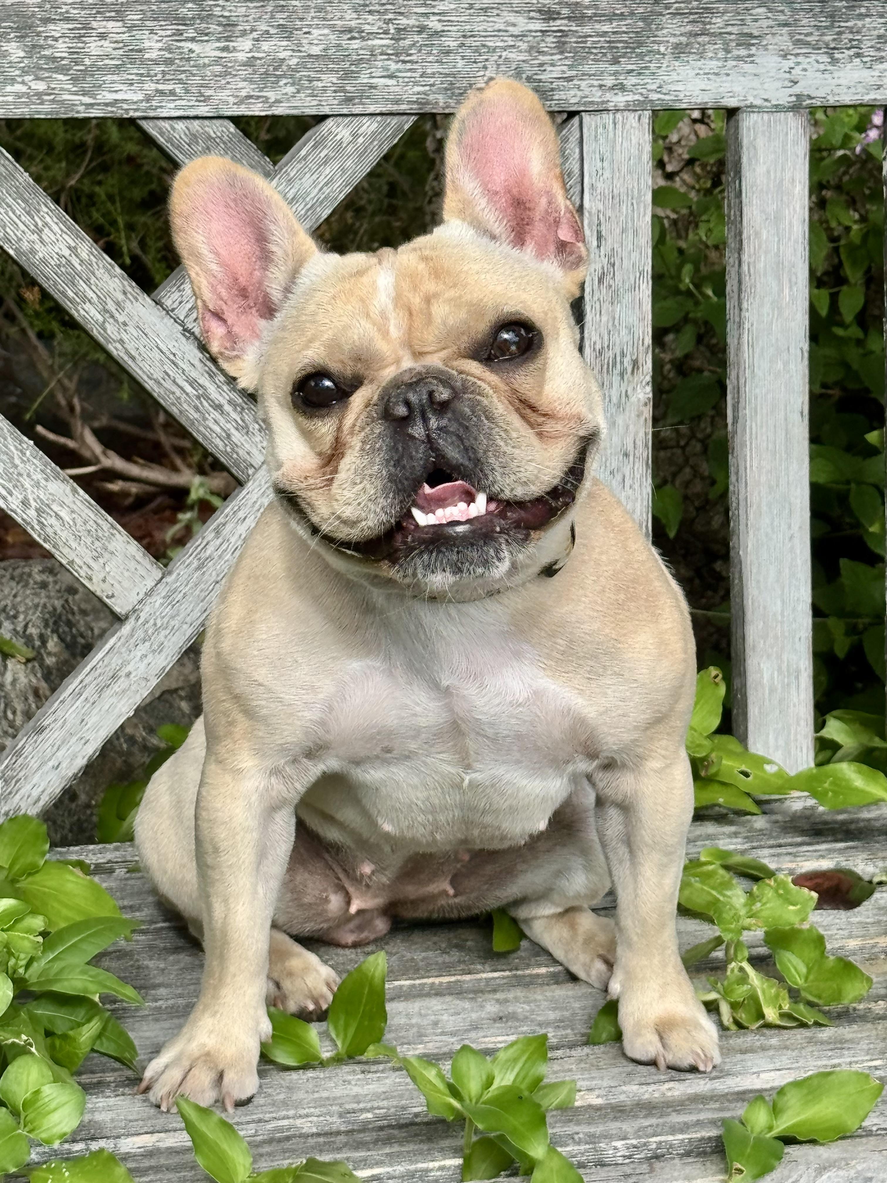 Eloise, adopted, Puppy Female French Bulldog.