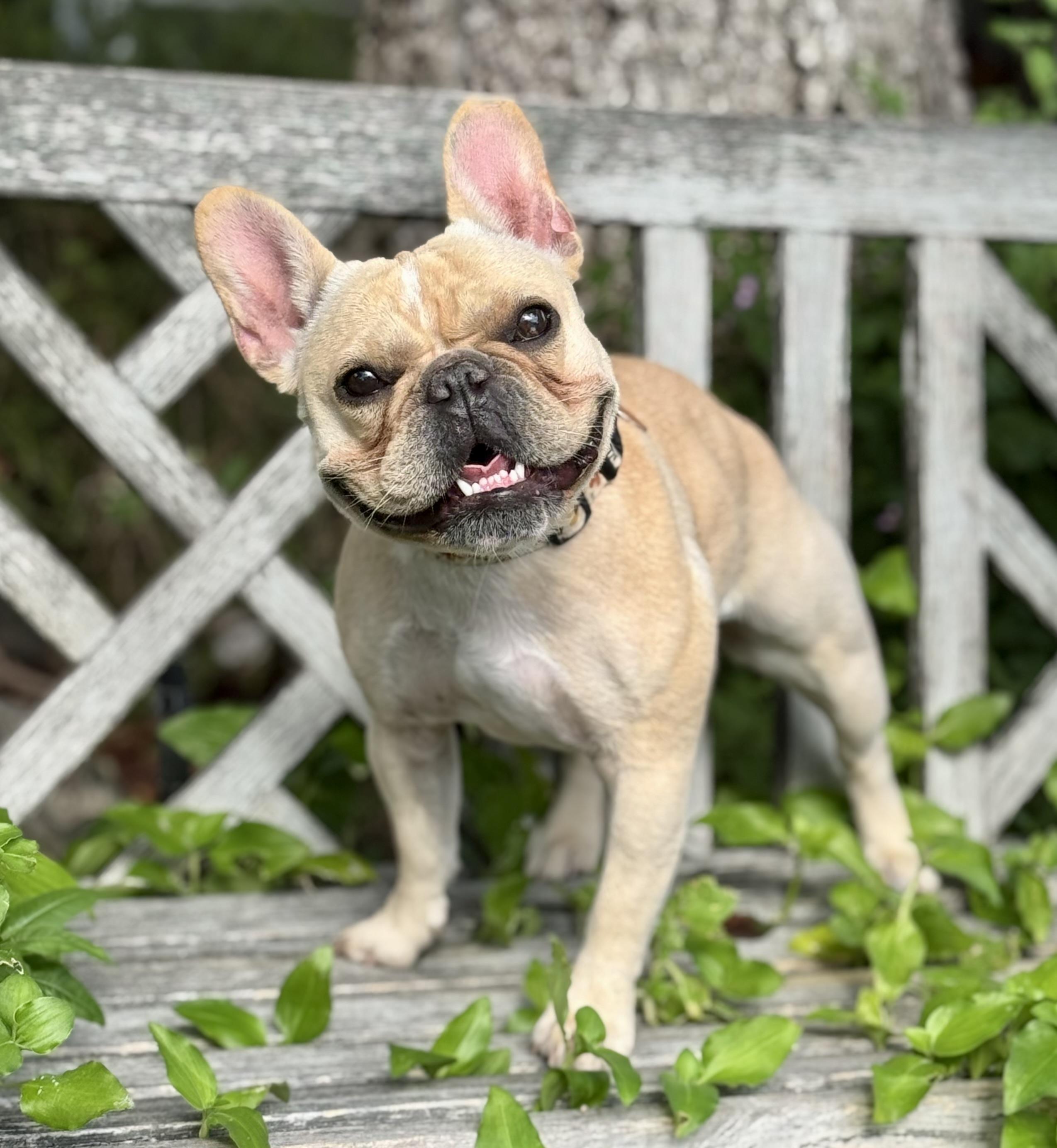 Enlarge Eloise, an adopted French Bulldog in Van Nuys, CA image 2/2