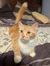 Rosie, an adopted Domestic Medium Hair in Manhattan, KS image 3/3