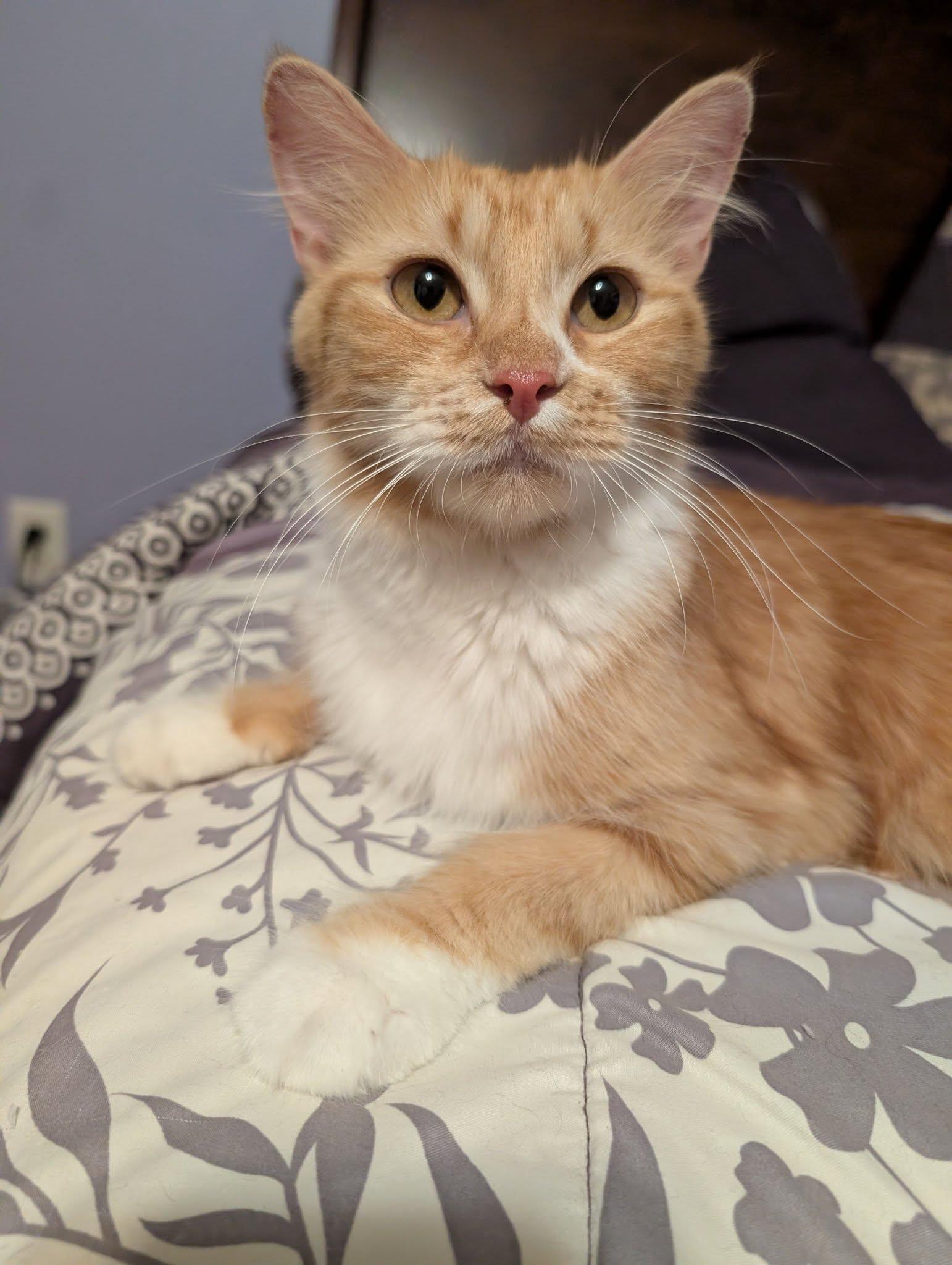 Rosie, adoptable, Young Female Domestic Medium Hair.