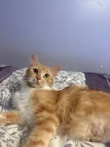 Rosie, an adopted Domestic Medium Hair in Manhattan, KS image 2/3