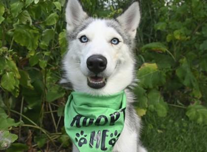Enlarge Perdita, an adopted mixed breed in Tinley Park, IL image 1/1
