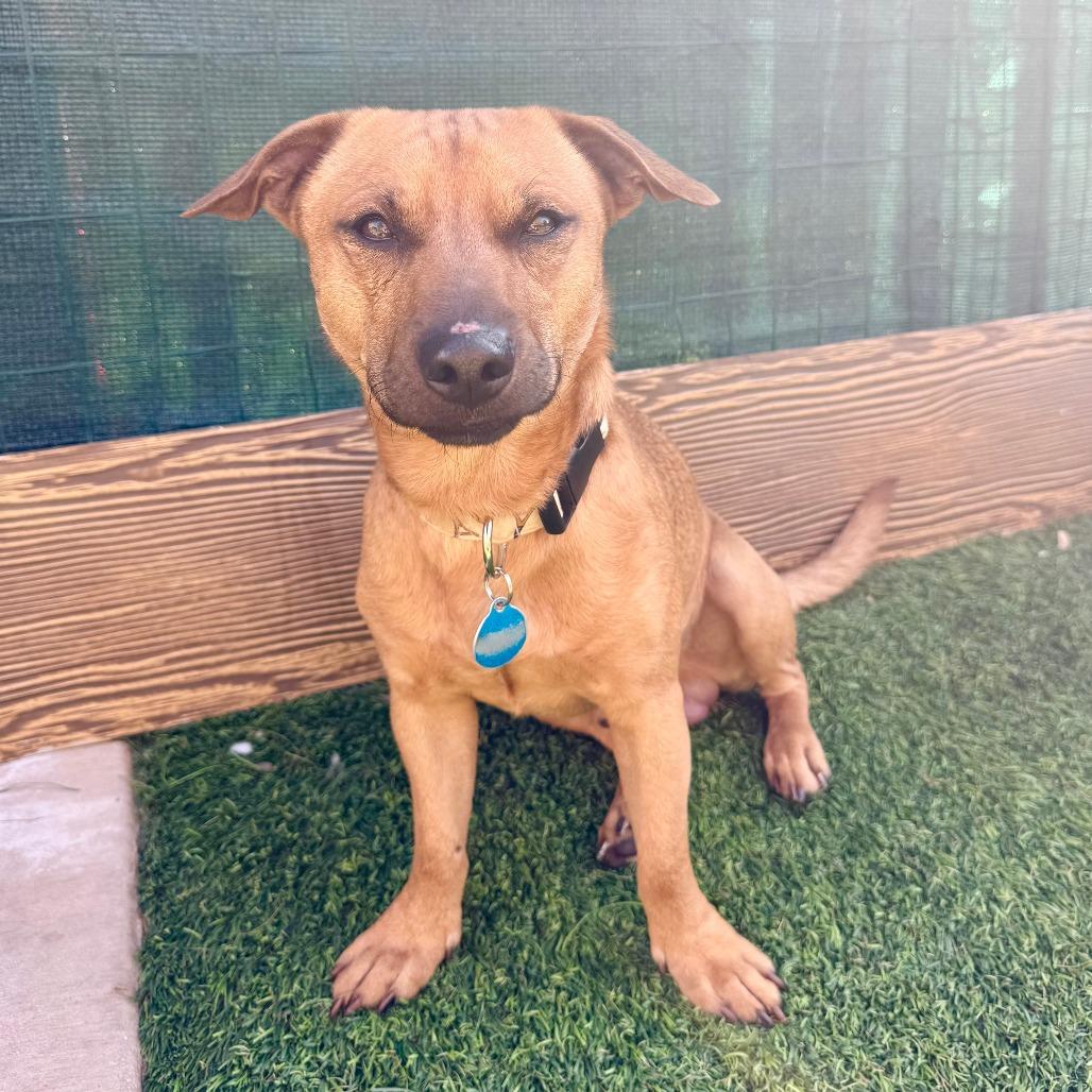 Colt, Adoptable, Adult Male Dachshund.