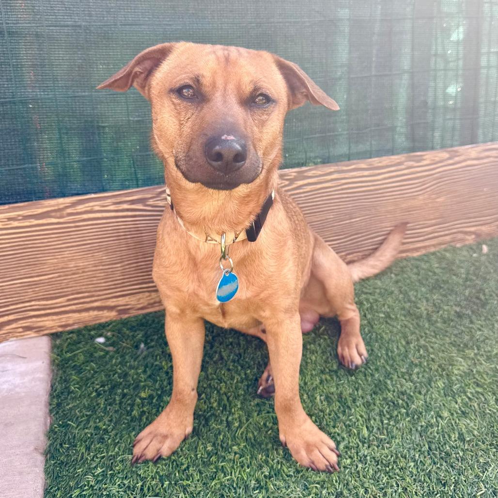 Enlarge Colt, a Adoptable Dachshund in Agoura Hills, CA image 2/5