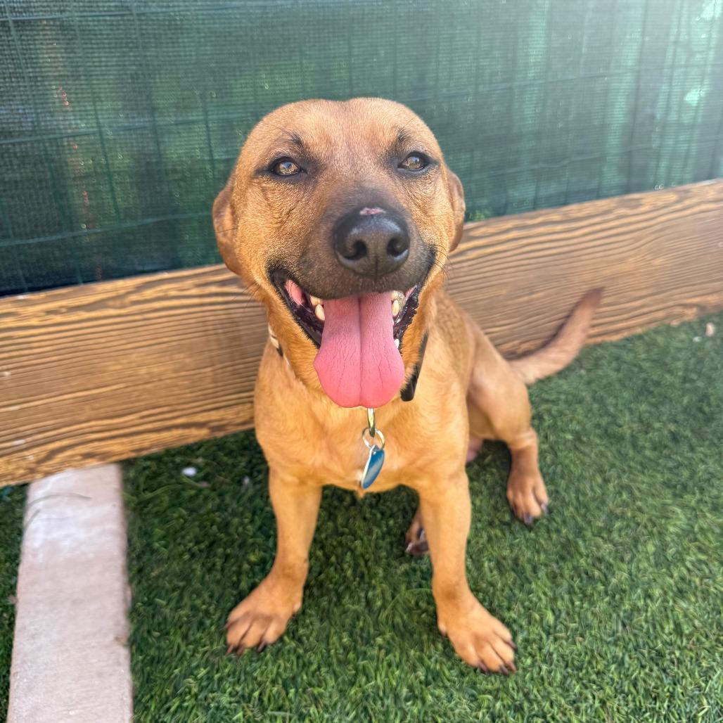 Enlarge Colt, a Adoptable Dachshund in Agoura Hills, CA image 3/5