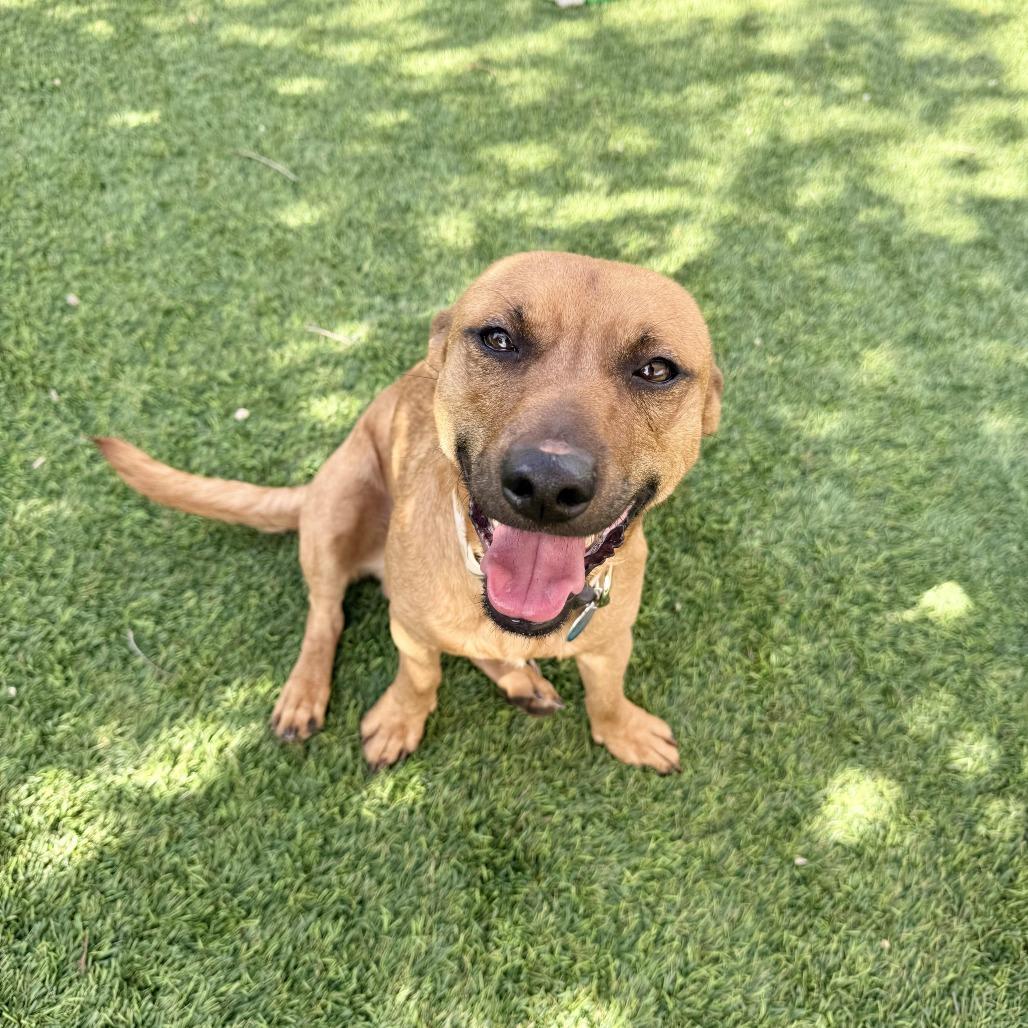 Enlarge Colt, a Adoptable Dachshund in Agoura Hills, CA image 5/5