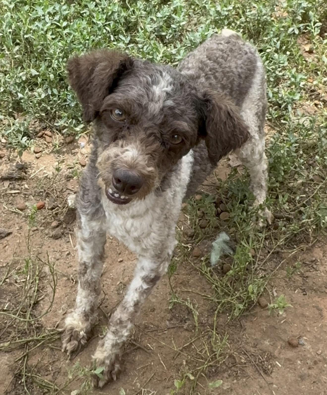 Curley, a ADOPTABLE Poodle (Toy) in Pelham, NH image 3/6